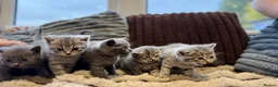 British Shorthair cats for sale: Adorable British Shorthair Blue & Tabby Kittens - Advert 6