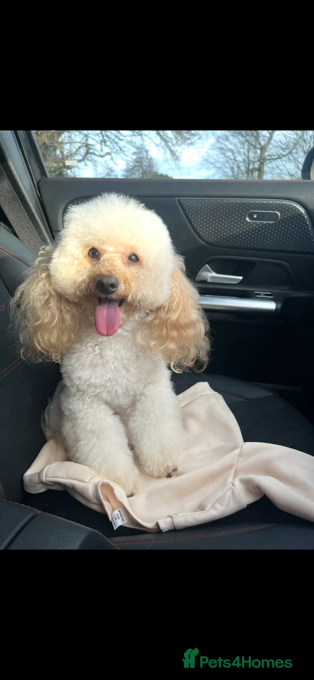 Toy Poodle dogs for sale: KC Reg Full health Check Red Toy Poodles in Liverpool - Advert 7