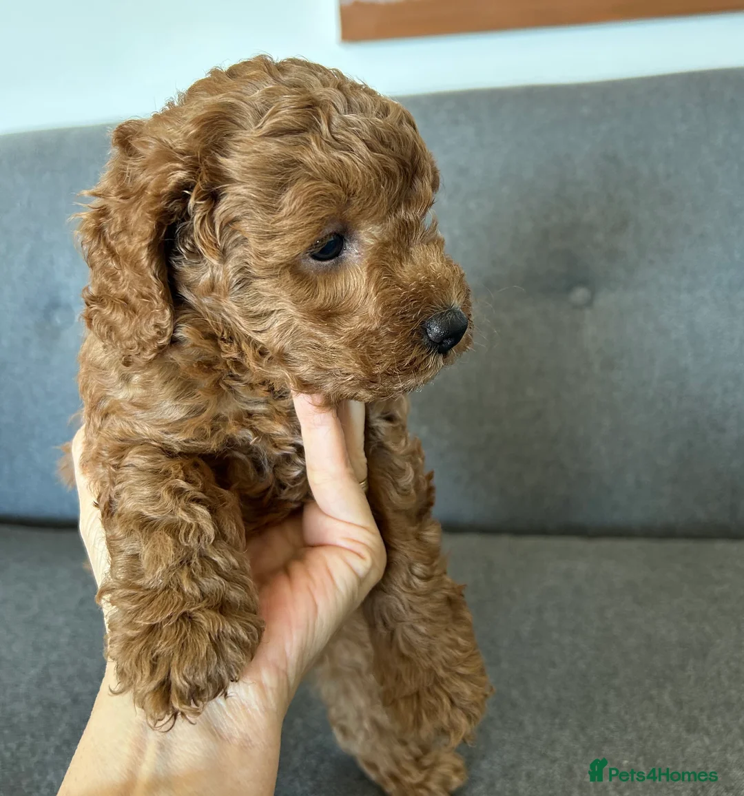 Miniature Poodle dogs for sale: Small Miniature Poodle Boys - Advert 12
