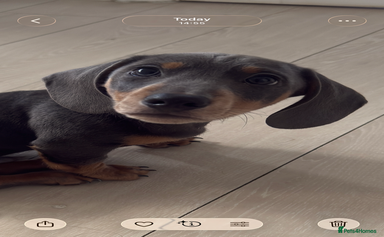 Miniature Dachshund dogs Kc reg Miniature Dachshund Puppies 🐶 💕 - Advert 11