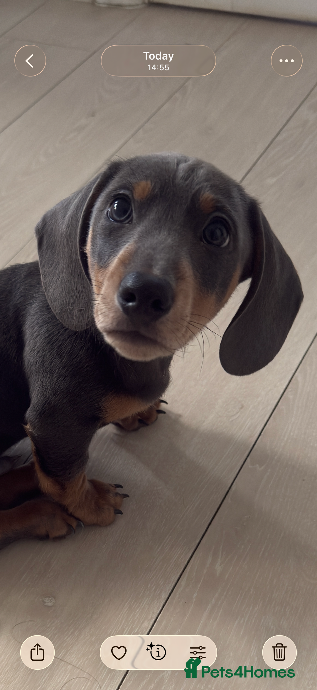 Miniature Dachshund dogs for sale: Kc reg Miniature Dachshund Puppies 🐶 💕 - Advert 1