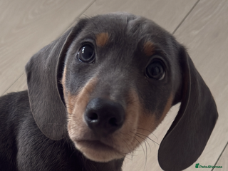Miniature Dachshund dogs Kc reg Miniature Dachshund Puppies 🐶 💕 - Advert 11