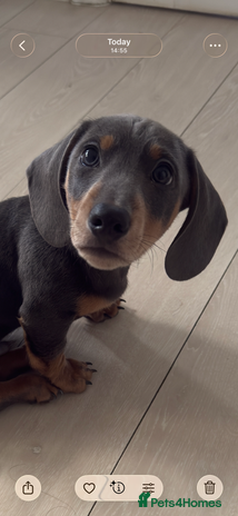 Miniature Dachshund dogs Kc reg Miniature Dachshund Puppies 🐶 💕 - Advert 11