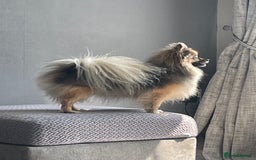 Pomeranian dogs for sale: 3 stunning girls  - Image 7