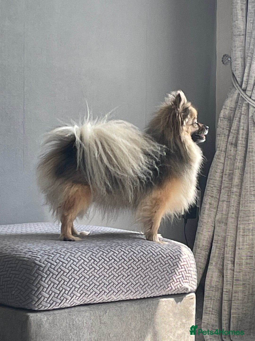 Pomeranian dogs for sale: 3 stunning girls  - Image 7