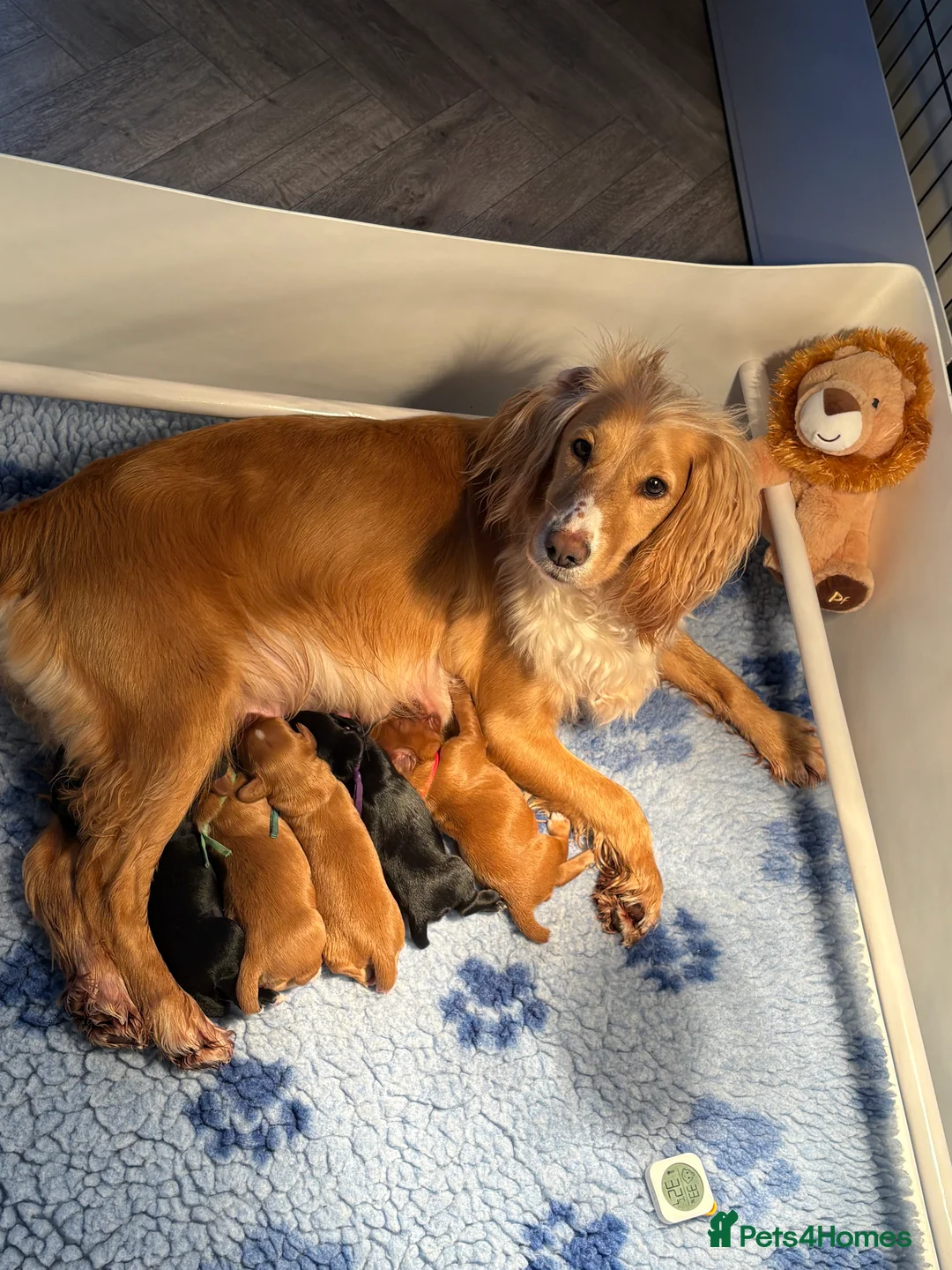 Cocker Spaniel dogs for sale: KC registered working cockers - Advert 3