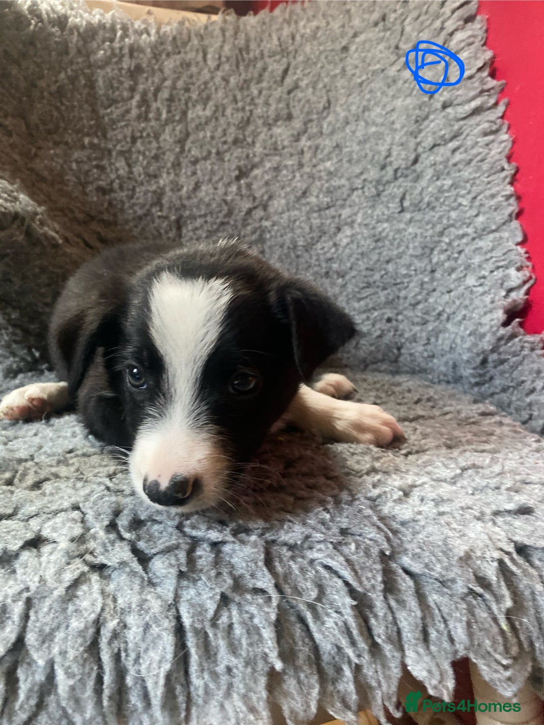 Border Collie dogs for sale: Border collies  - Image 2