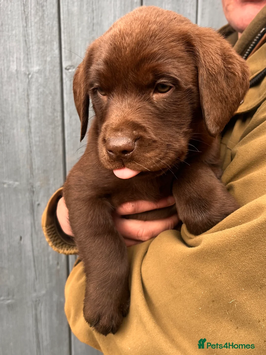 Labrador Retriever dogs for sale: 2 chocolate boys  - Advert 3