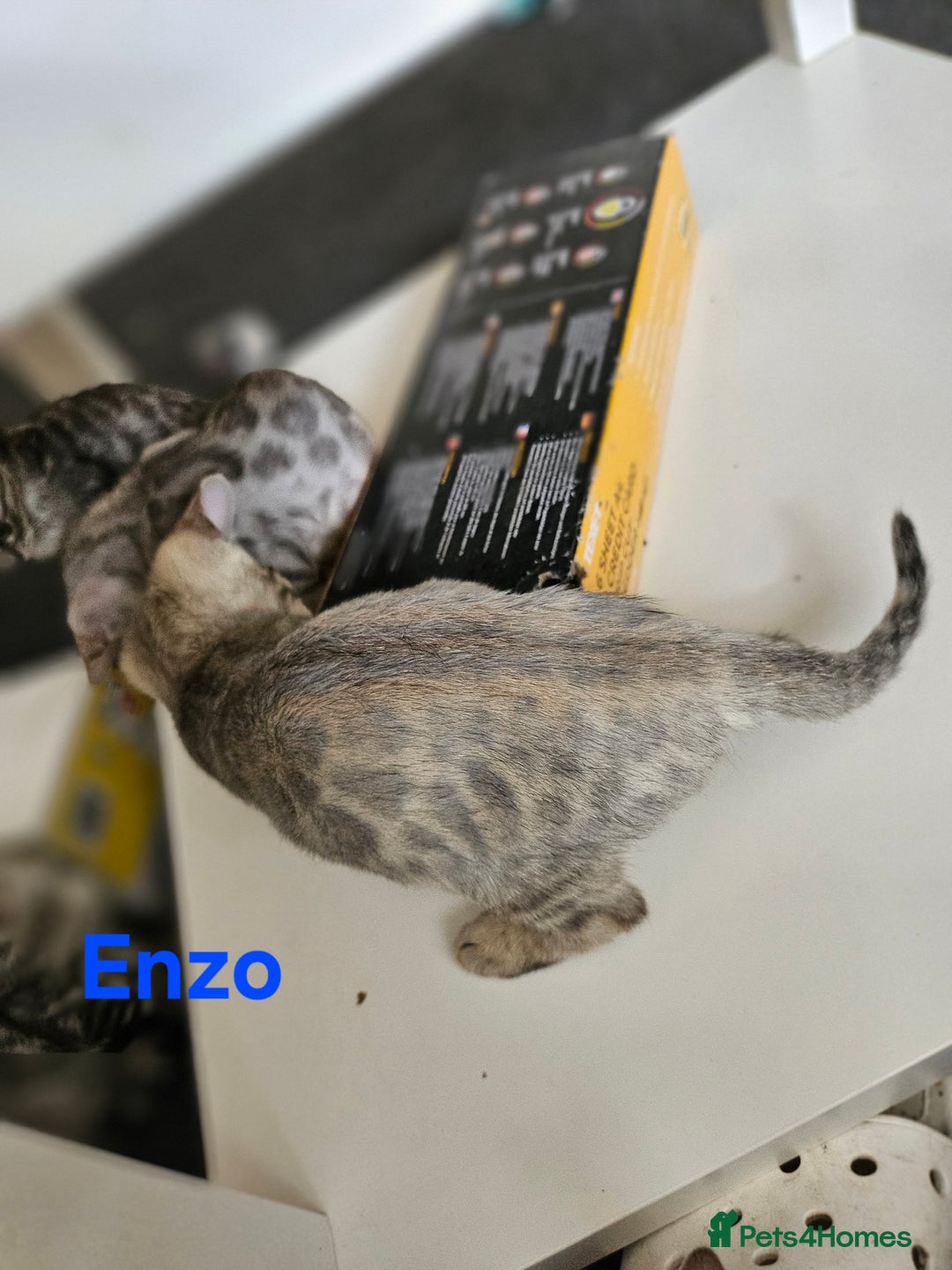 Bengal cats for sale: 2 stunning unique snow bengal kittens left  - Image 17