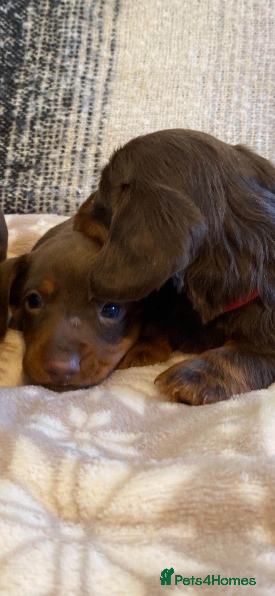 Miniature Dachshund dogs for sale: Miniature Dachshund Puppies Chocolate and Tan KC - Advert 26