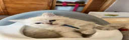 Ragdoll cats for sale: TICA registered pedigree Ragdoll kittens - Advert 21