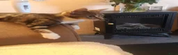 Mixed Breed cats for adoption: 3 lovely boy kittens for adoption - Advert 9