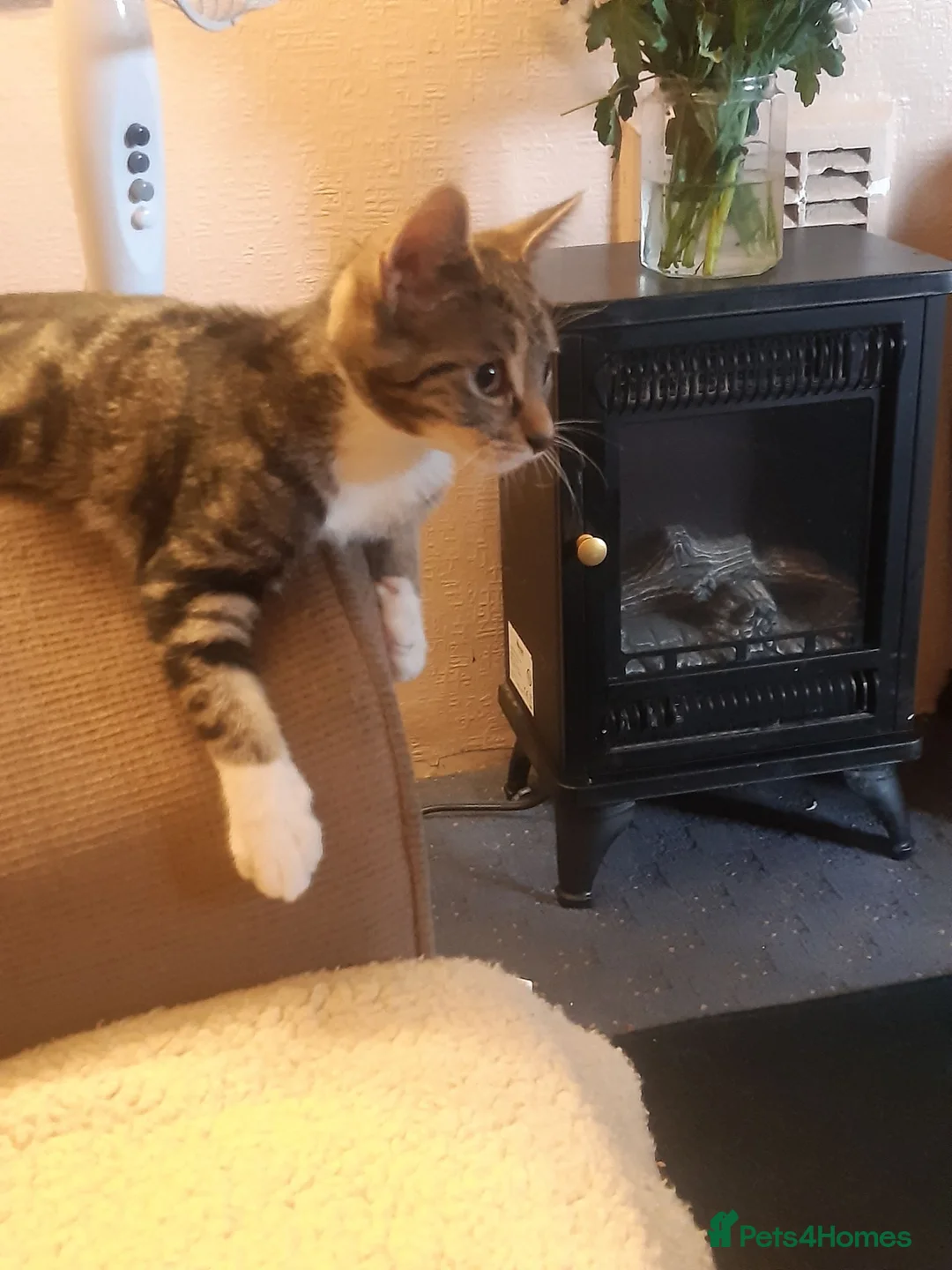 Mixed Breed cats for adoption: 3 lovely boy kittens for adoption - Advert 9