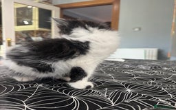 Mixed Breed cats for sale: Long haired girl fluffy Kittens  - Image 6