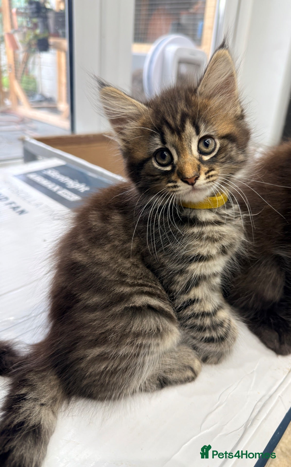 Maine Coon cats Half Maincoon Kittens  - Advert 2