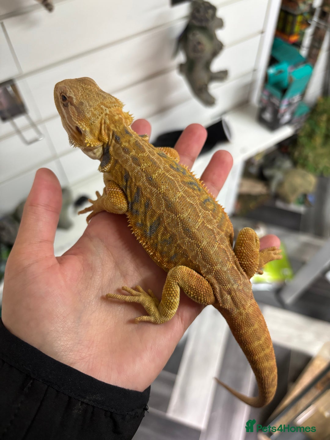 Bearded Dragon reptiles for sale: Hypo yellow blue dunner bearded dragon female  - Image 3
