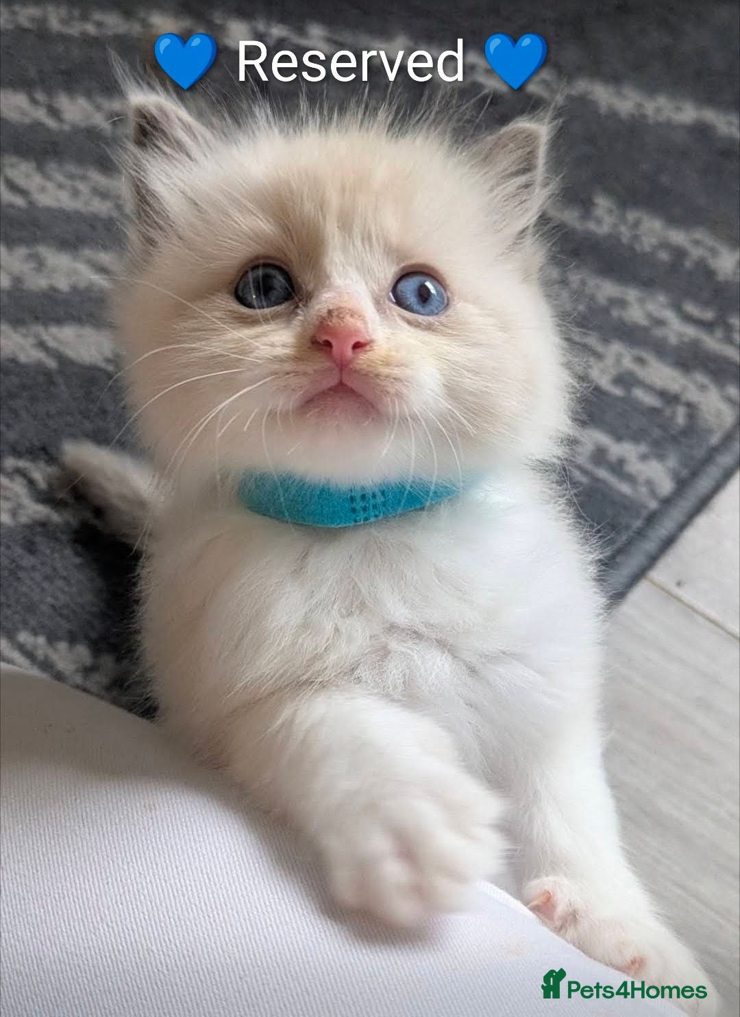 Ragdoll cats Ragdoll kittens *GCCF registered#  - Advert 20