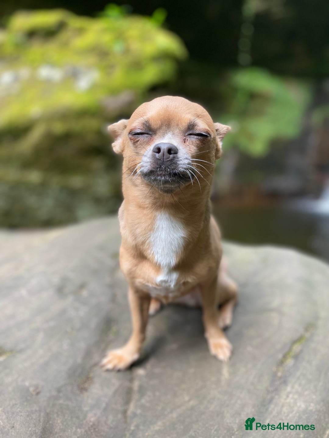Chihuahua dogs for sale: Chihuahua Adult Female  - Image 2