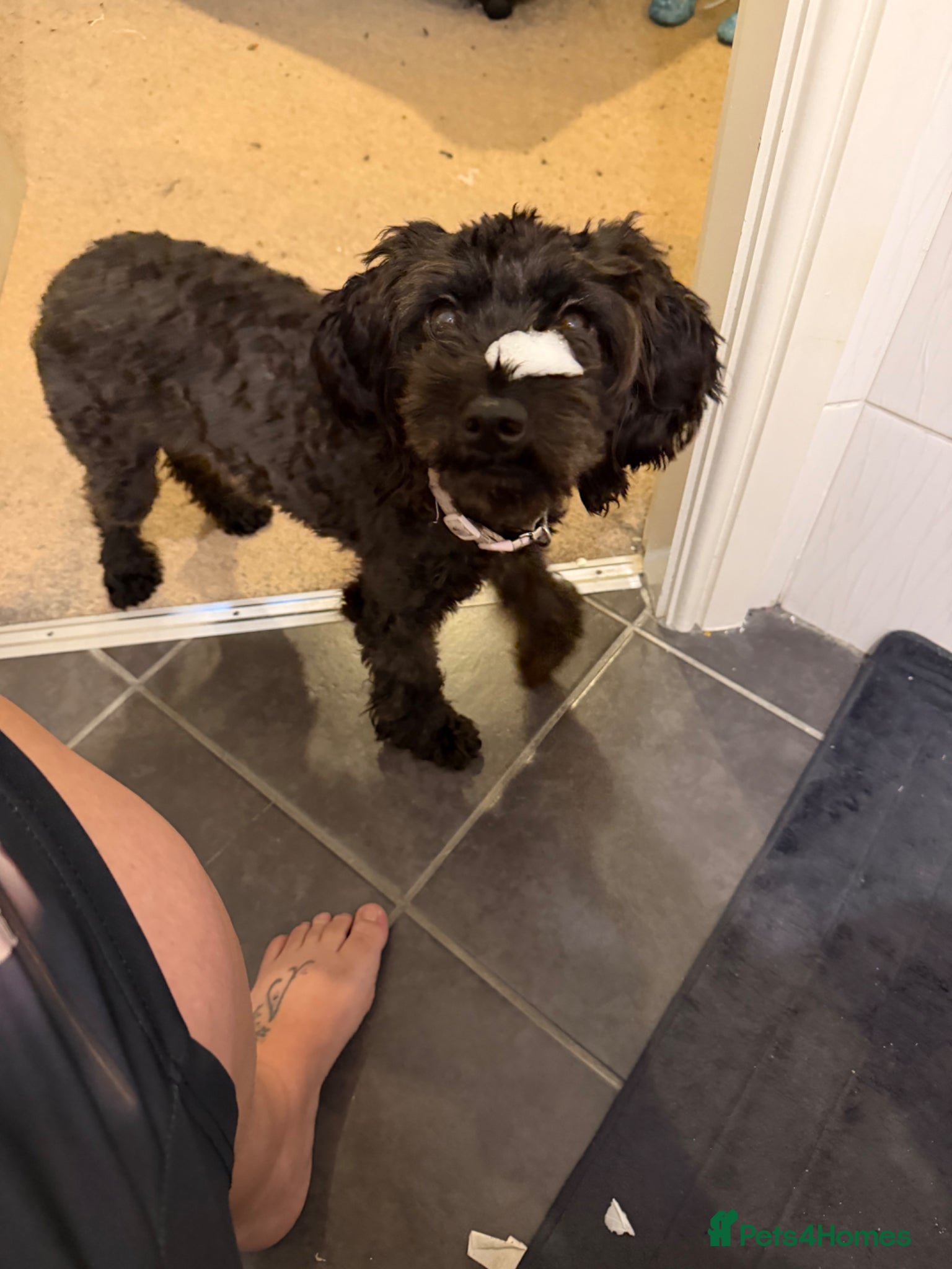 Cavapoo dogs Maisie moo - Advert 1