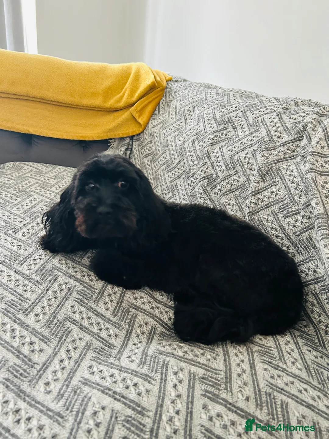 Toy Poodle dogs for sale: Female poodle cross up for adoption in Hull - Advert 4