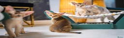 Abyssinian cats for sale: Bonbon – Ready Now | Exceptional Silver Abyssinian - Advert 20