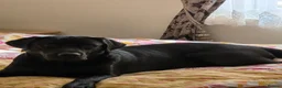 Labrador Retriever dogs for stud: KC Labrador stud - Advert 4