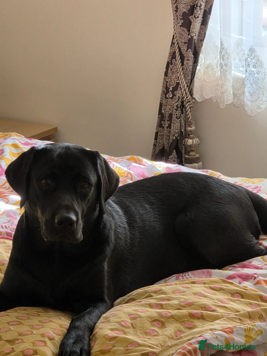 Labrador Retriever dogs for stud: KC Labrador stud - Advert 4