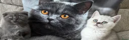 Scottish Fold cats for sale: Last two girls ❤️Lovely scotish kittens💕💕💕 - Advert 8