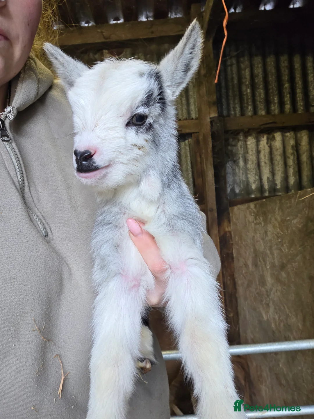 Goats livestock for sale: Stunning pygmy goat kids  - Advert 3