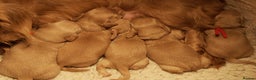 Miniature Dachshund dogs for sale: 5*Licensed+CREAMLONGHAIR+KCreg+PRACLEAR+Vetchecked - Advert 6