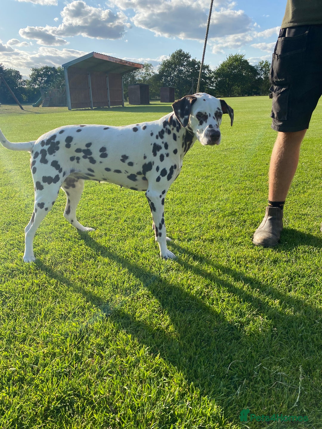 Dalmatian dogs for sale: Top quality show type Dalmatian pups 🐶  - Image 2