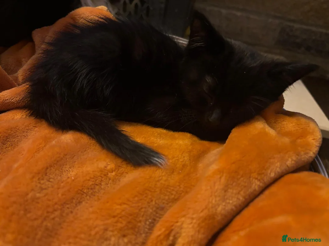 Mixed Breed cats for sale: Beautiful super fluffy mixed breed kittens - Advert 11