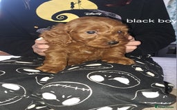 Cockapoo dogs for sale: Coockerpoo puppies  - Advert 6