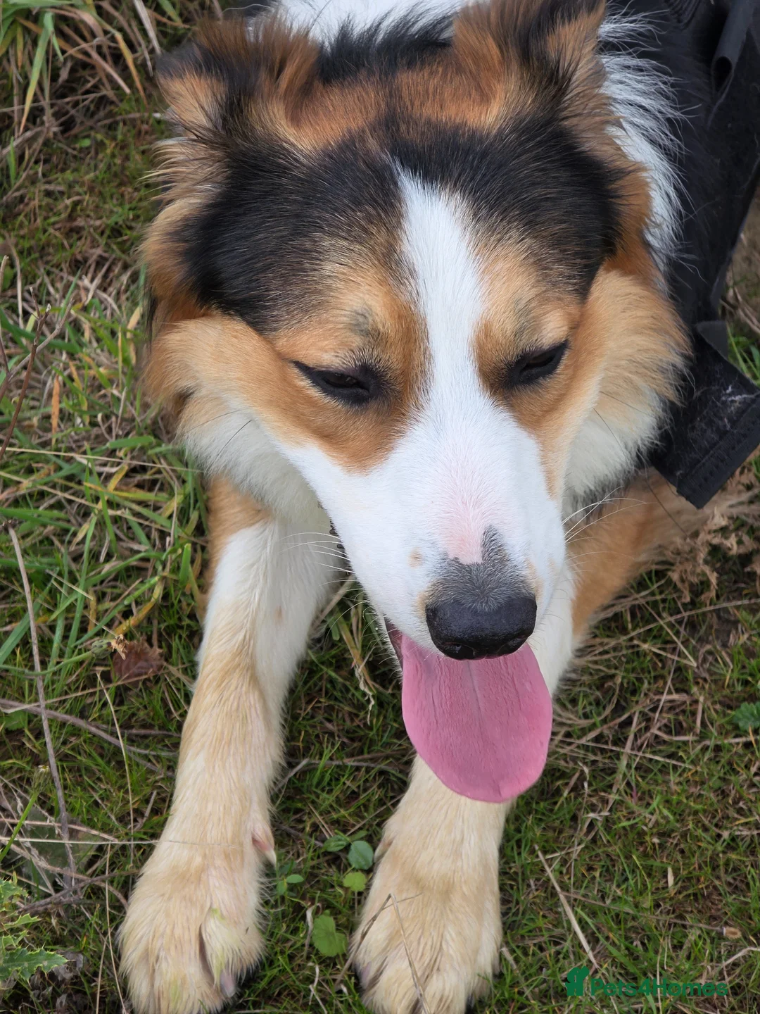 Border Collie dogs for sale: Border Collie - Advert 1