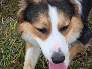 Border Collie dogs Border Collie - Advert 1