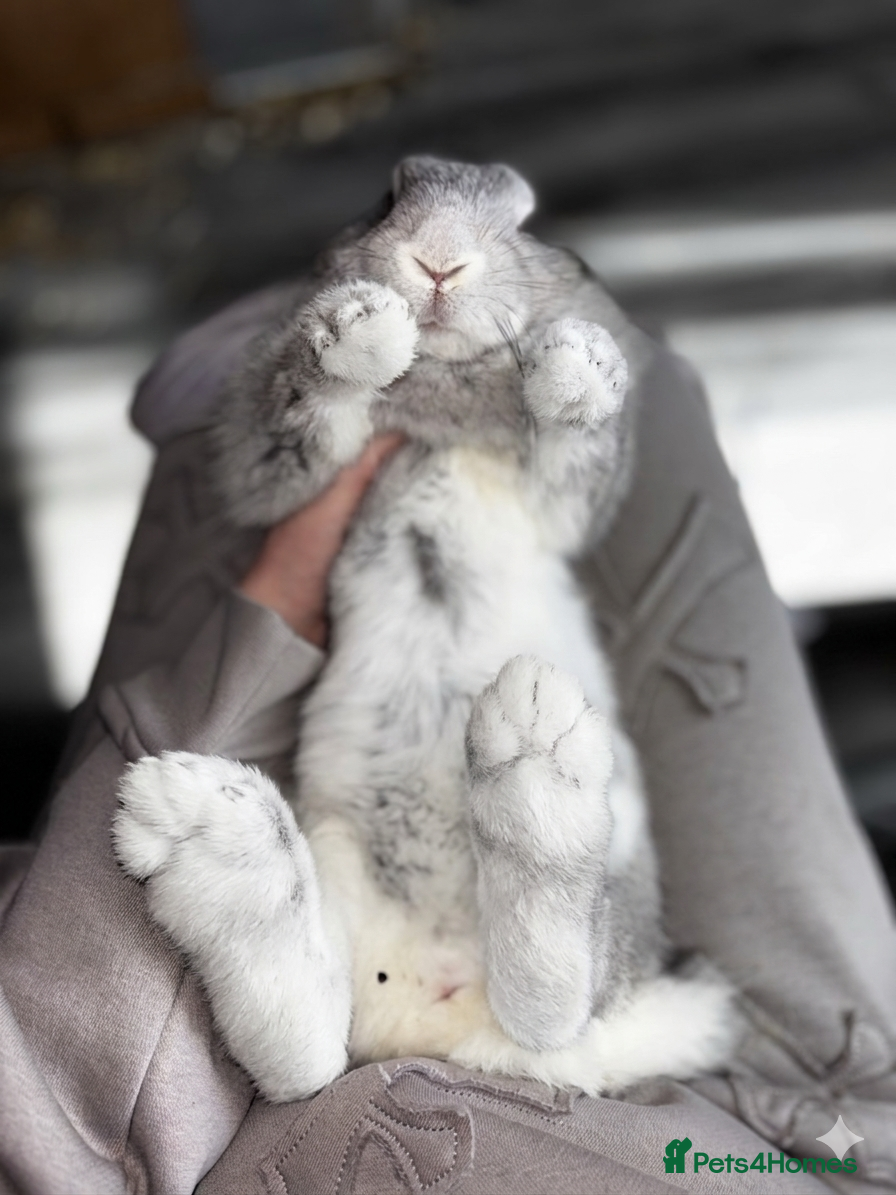 Continental Giant rabbits GERMAN GIANTS (continentals) 8 kits available  - Advert 8