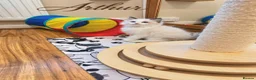 Ragdoll cats for sale: 🏆🎖 Premium GCCF Ragdoll Kittens Grand bloodlines - Advert 3