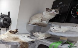 Ragdoll cats for sale: Gorgeous Ragdoll kittens  - Image 1
