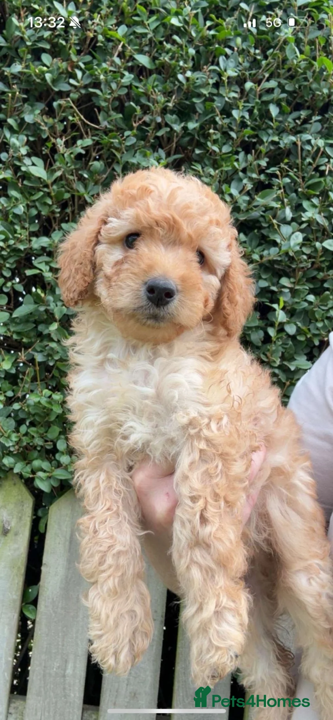 Cockapoo dogs for sale: Cockapoo puppies  - Advert 1