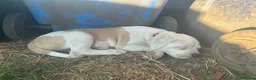 American Bulldog dogs for sale: My last baby boy - Advert 3