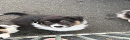 Australian Shepherd dogs for sale: AUSTRALIAN SHEPHERD - Last boy left! - Advert 3