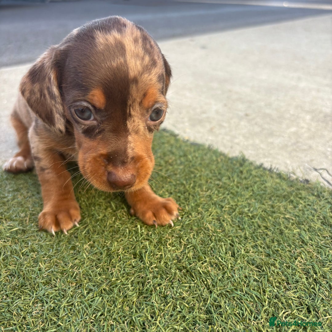 Miniature Dachshund dogs for sale: Miniature dachshund puppy’s TO LEAVE NOW in Luton - Image 22