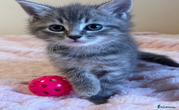 Ragdoll cats - Advert 1