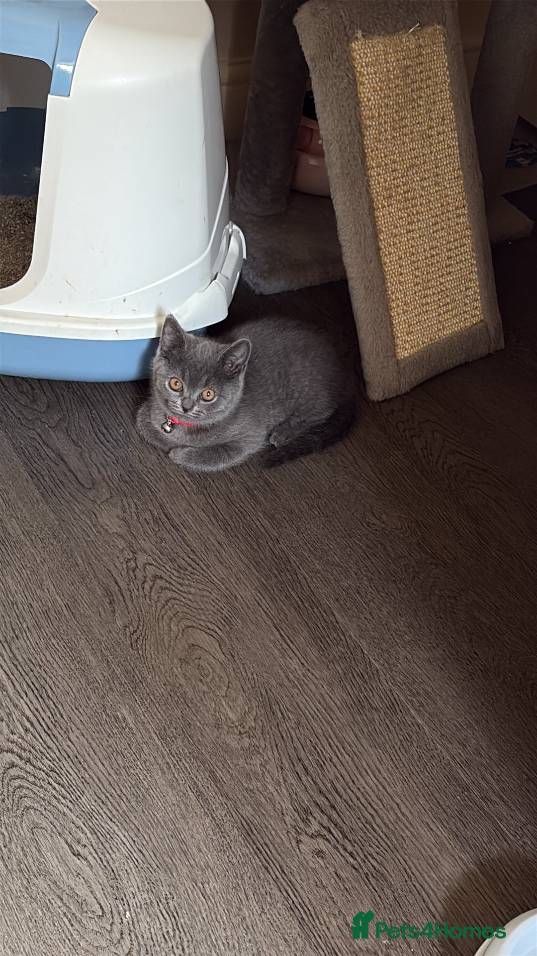 British Shorthair cats for sale: British shorthair  - Image 12