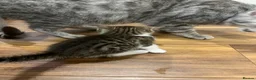 Mixed Breed cats for sale: Beautiful bengal mixed kittens  - Advert 3