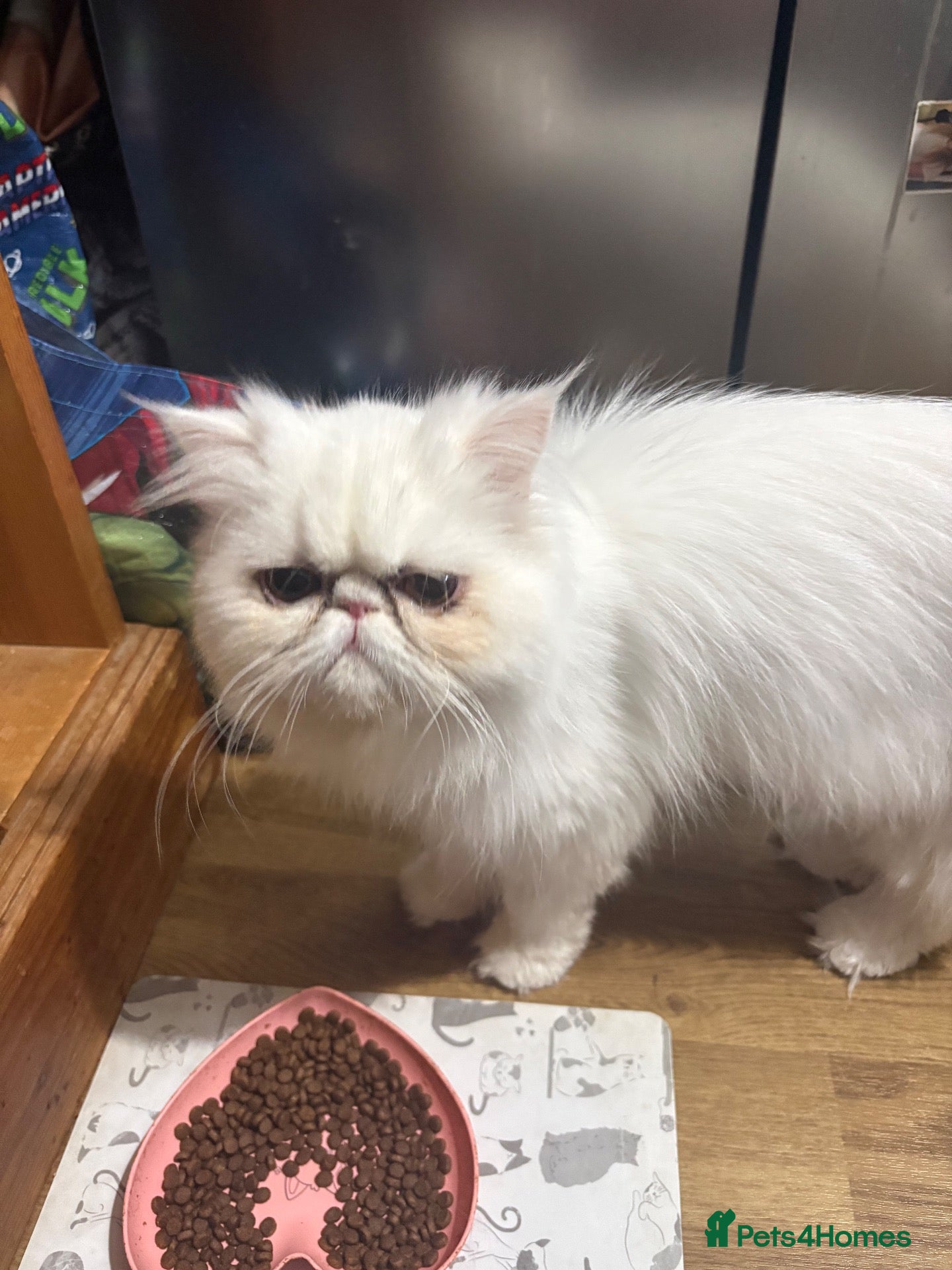 Persian cats for sale: Beautiful 10 month old white Persian female   - Advert 10