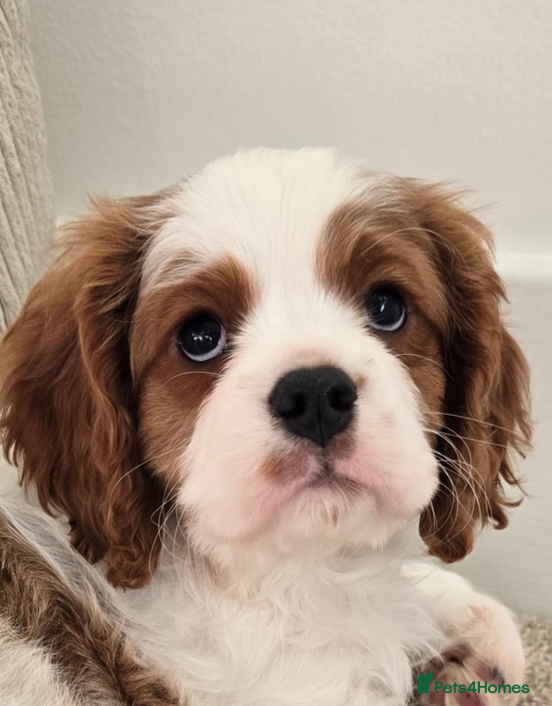 Cavalier King Charles Spaniel dogs Cavalier Puppies - Advert 8