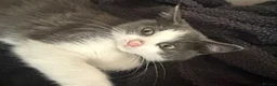 Mixed Breed cats for sale: Male kitten  - Advert 9