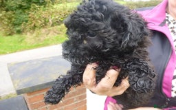 Poochon dogs for sale: POOCHON PUPPIES IN NORTHERN IRELAND - Image 10