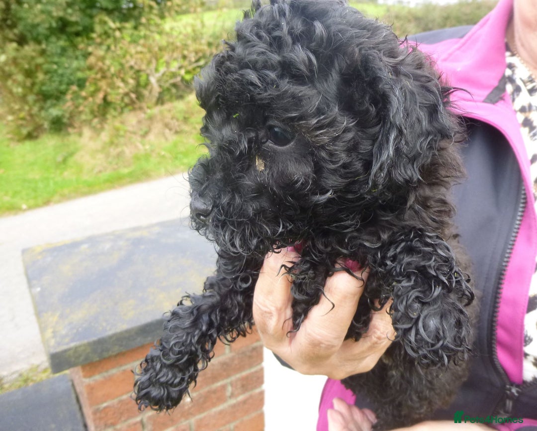 Poochon dogs for sale: POOCHON PUPPIES IN NORTHERN IRELAND - Image 10